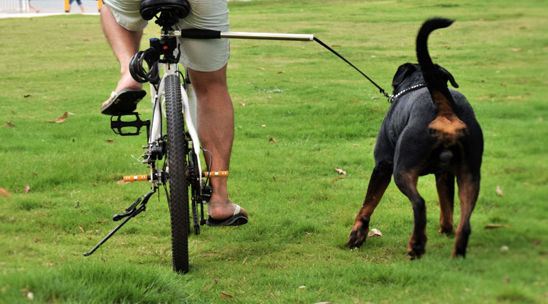 крепление собаки к велосипеду
