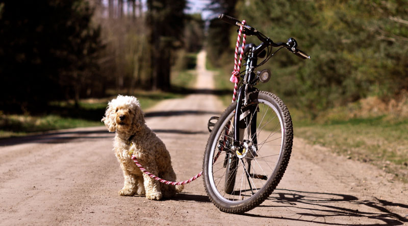 как приучить собаку к велосипеду